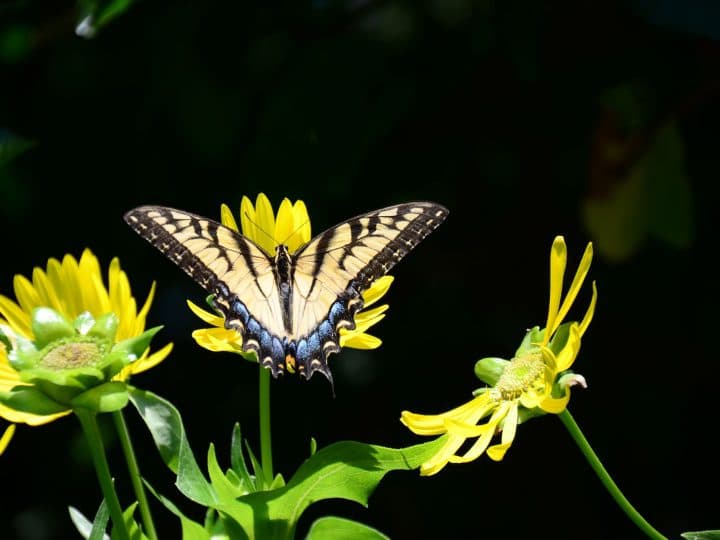 Queens Botanical Garden photo 2