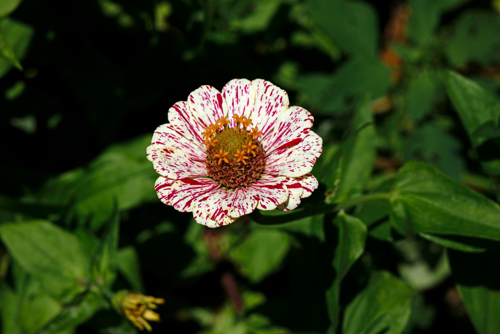 Queens Botanical Garden photo 3