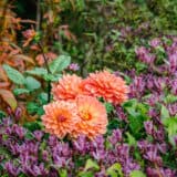 New York Botanical Garden photo 4