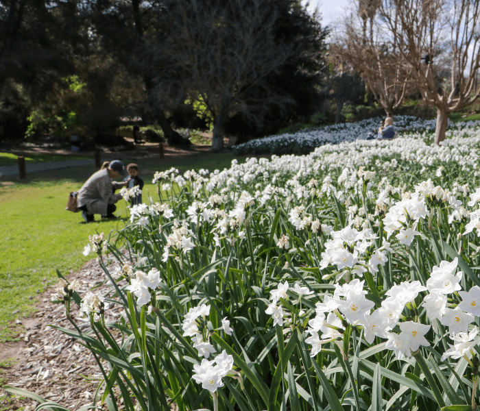 South Coast Botanic Garden photo 2