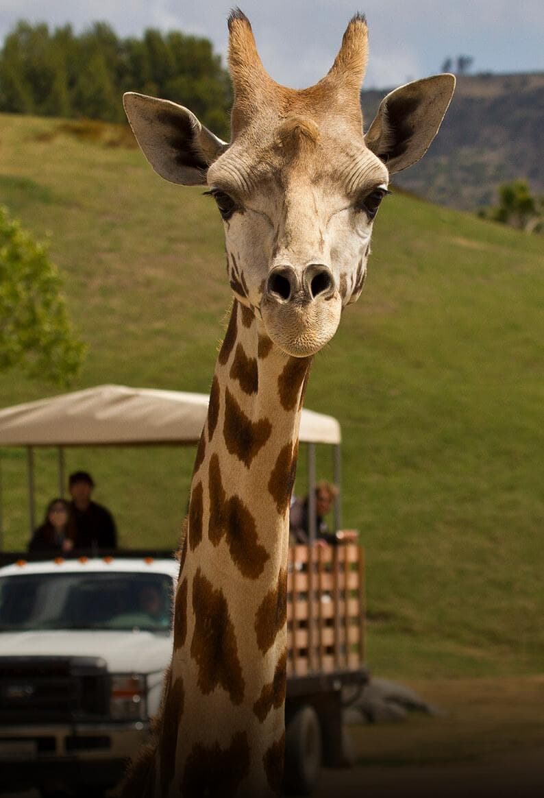 San Diego Zoo Safari Park photo 2