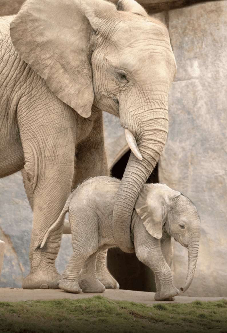 San Diego Zoo Safari Park photo 3