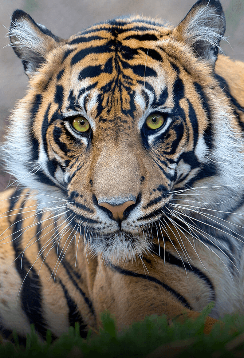 San Diego Zoo Safari Park photo 4