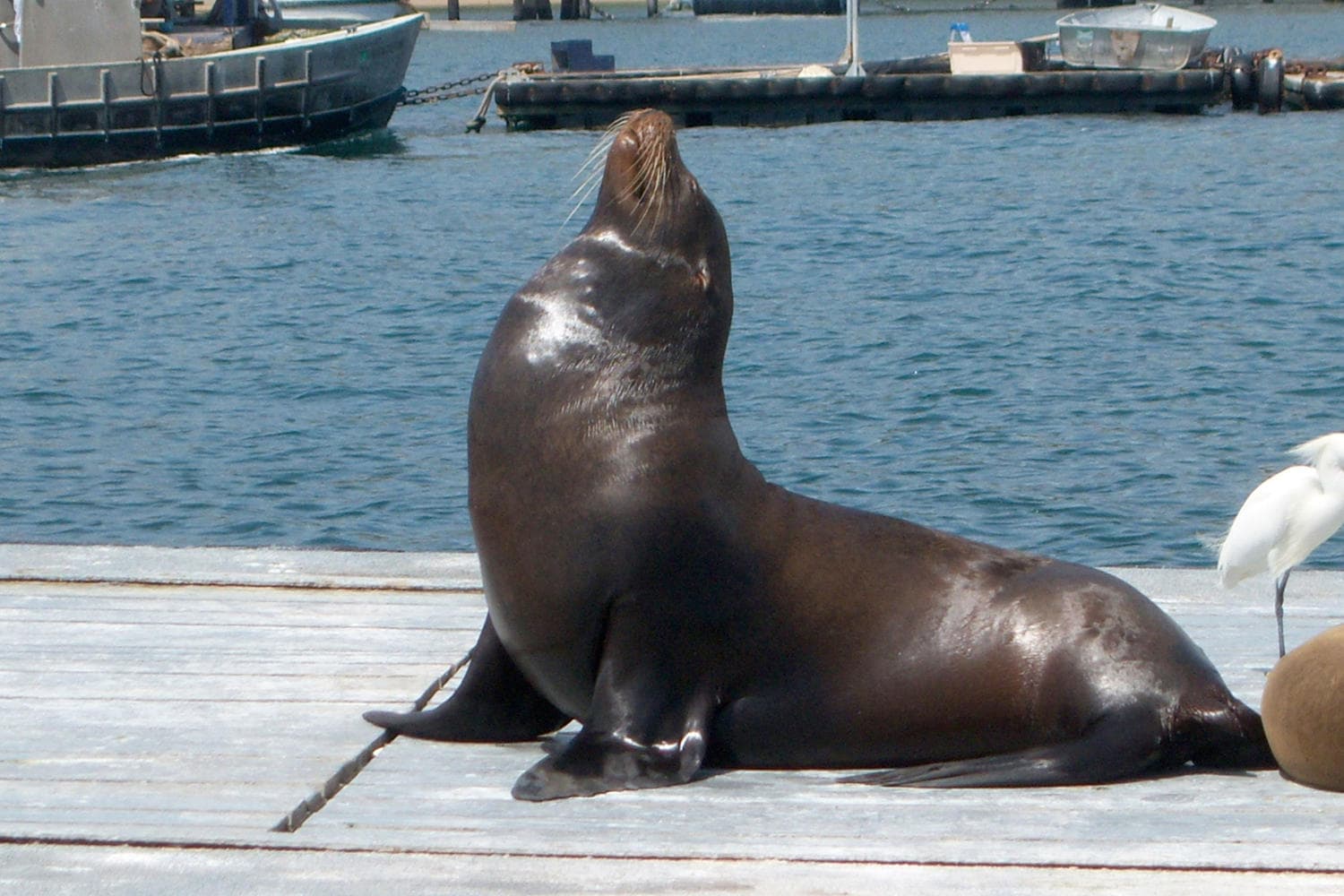 Flagship San Diego Bay Harbor Tour photo 2