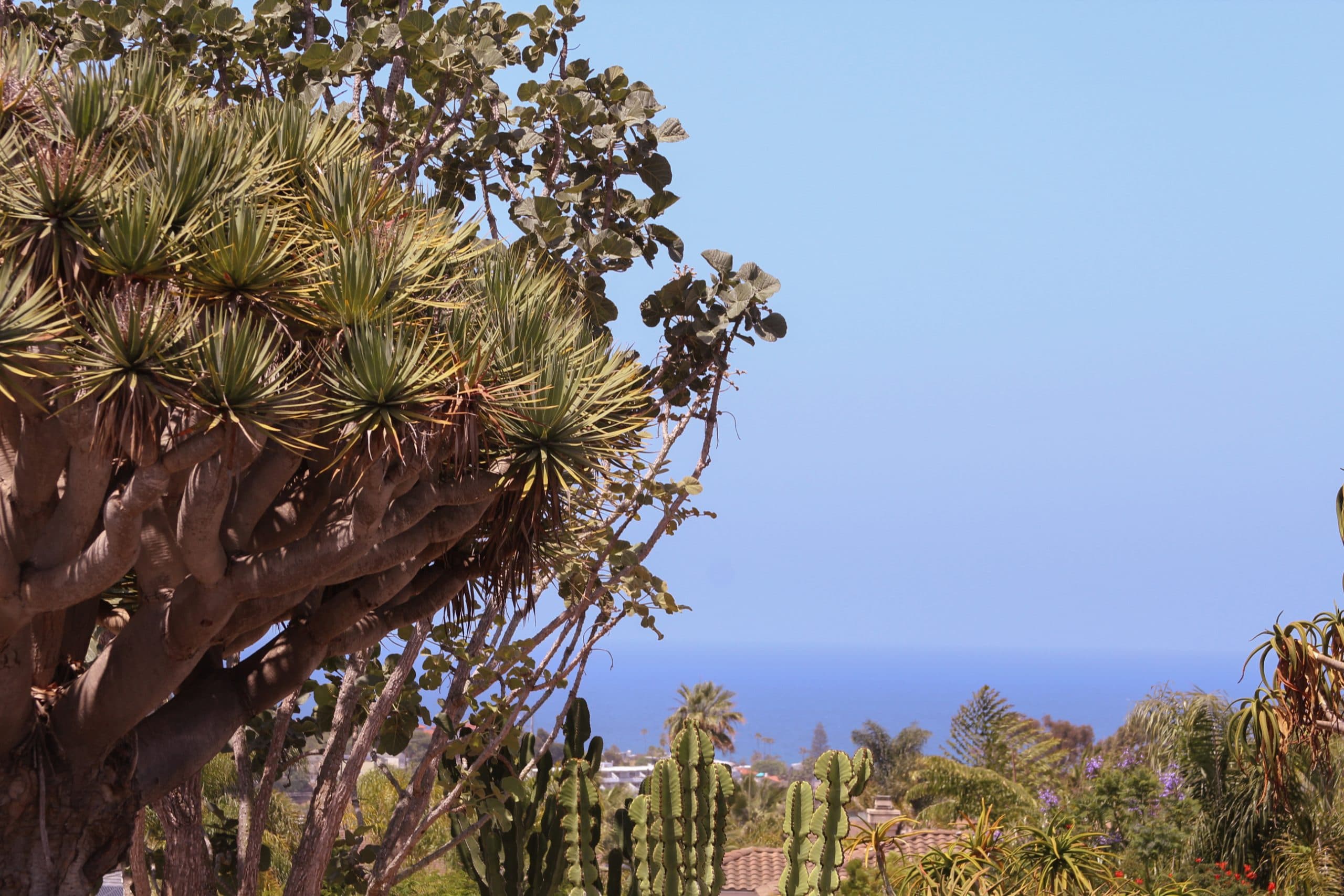 San Diego Botanic Gardens photo 2