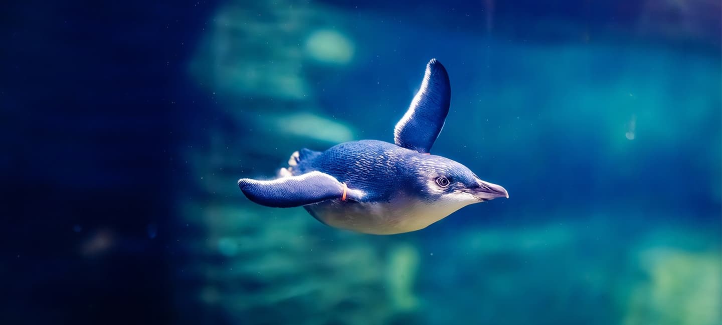 Birch Aquarium