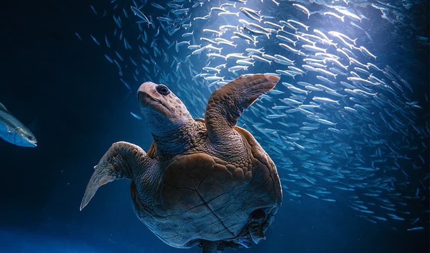 Birch Aquarium photo 2