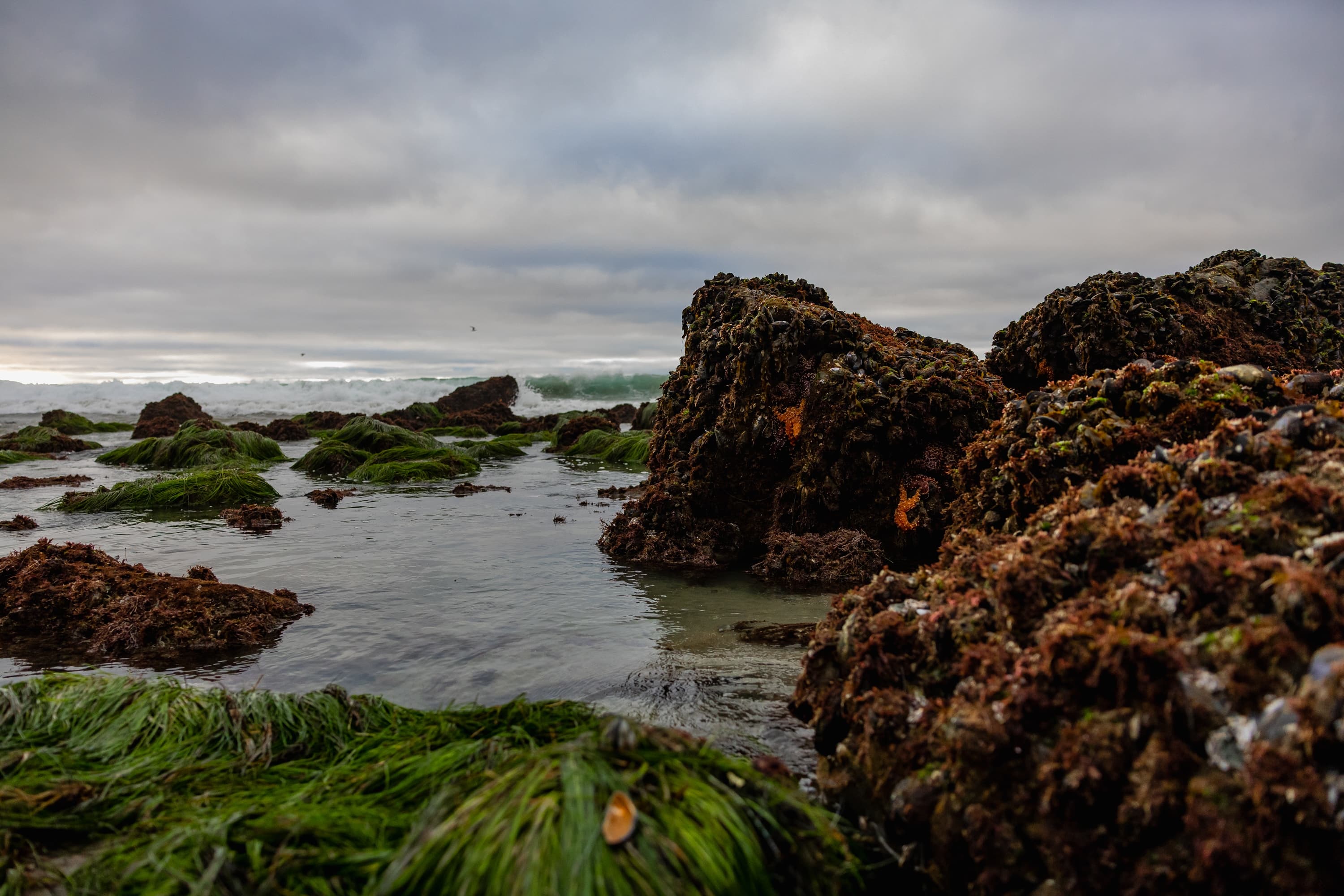 Birch Aquarium photo 3