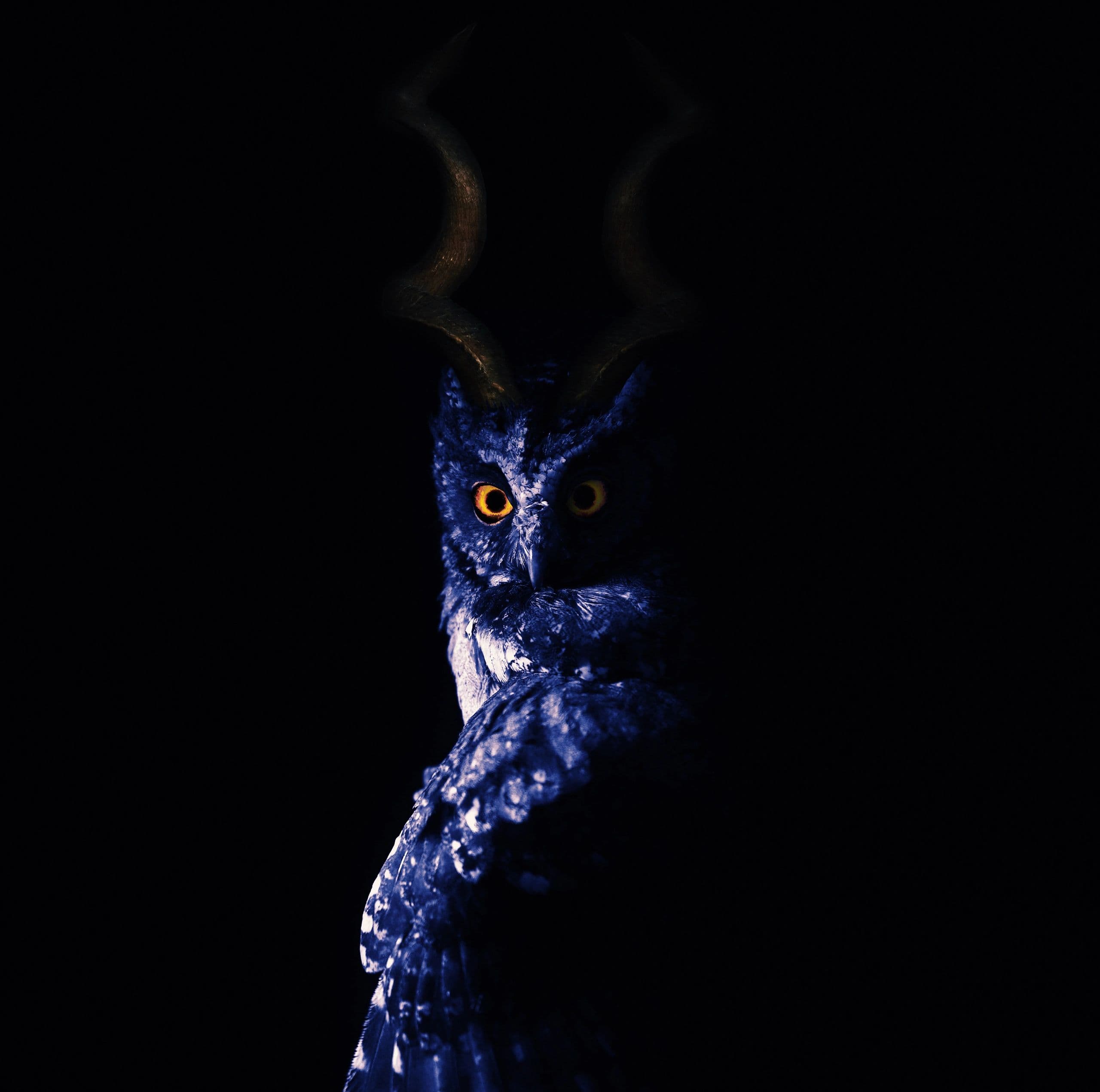 Kuduowl