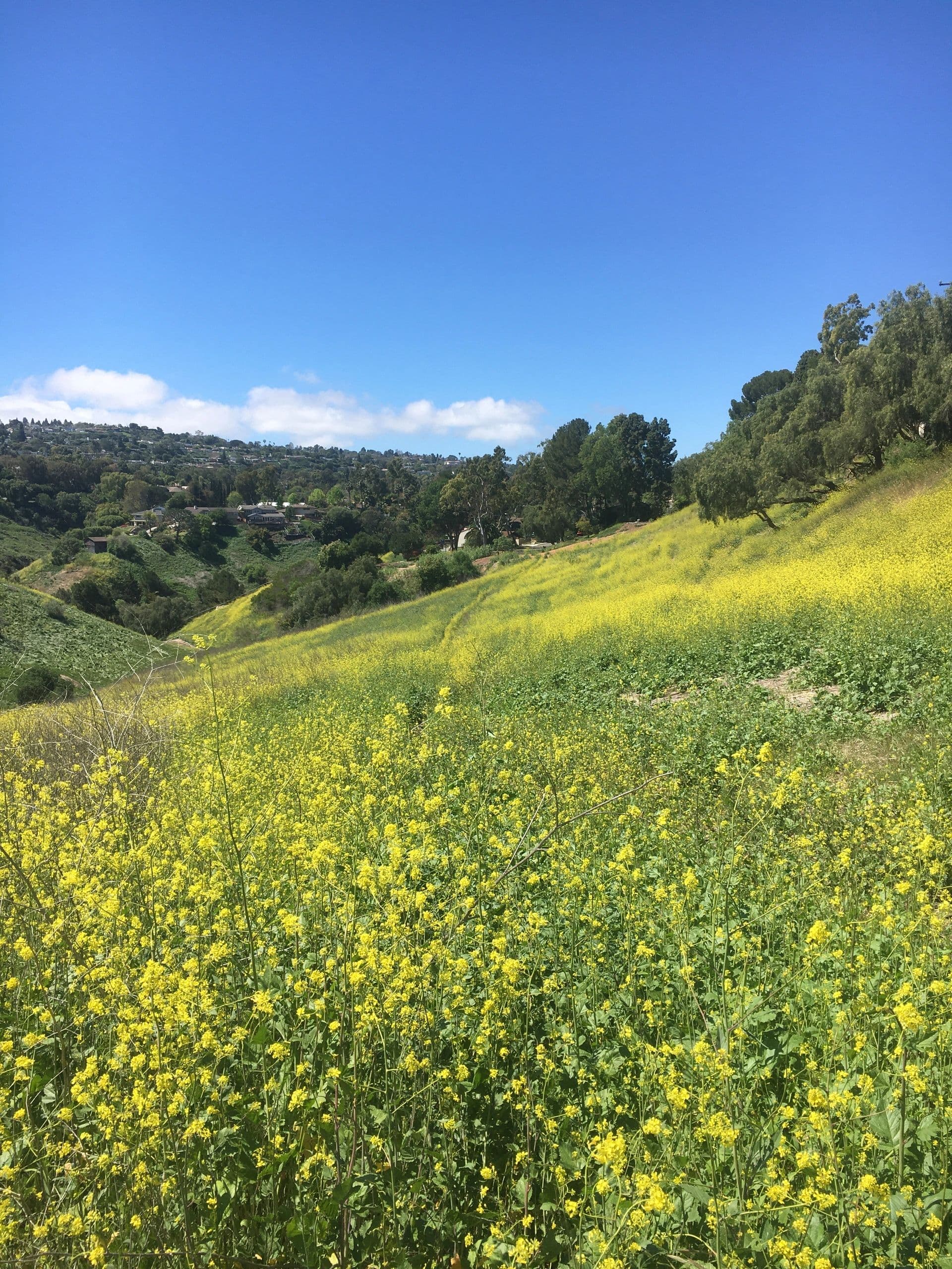 Palos Verdes Horse Rentals