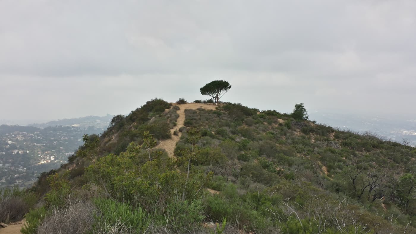 The Wisdom Tree