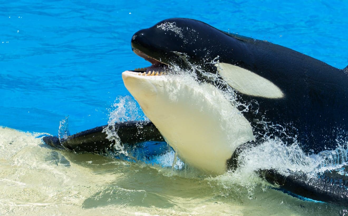 SeaWorld San Diego